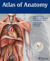 anatomie